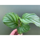 Calathea orbifolia Babyplant