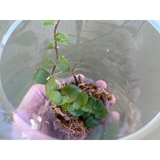 Marcgravia spec. Costa Rica NEU