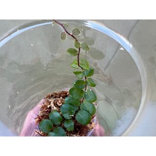 Marcgravia spec. Costa Rica NEU