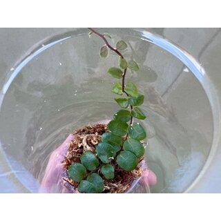 Marcgravia spec. Costa Rica NEU