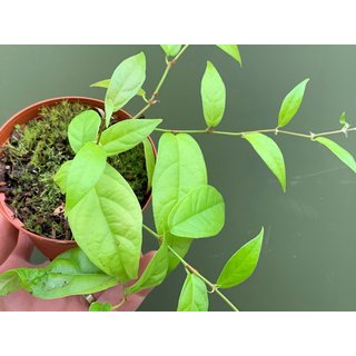 Ficus sagitatta