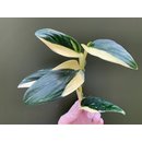 Philodendron standleyana white variegated Cutting