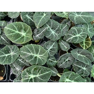 Alocasia Black Velvet Babyplant