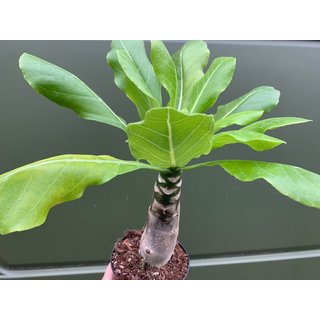 Brighamia insignis Vulkanpalme