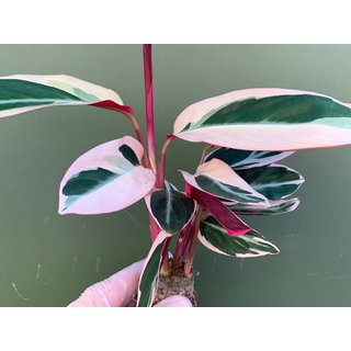 Calathea triostar Babyplant