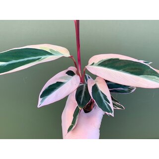 Calathea triostar 