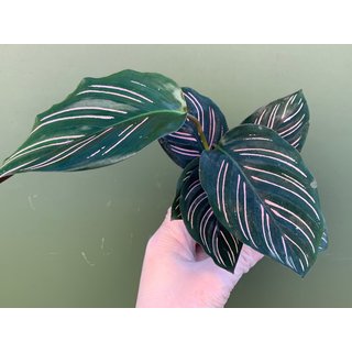 Calathea ornata