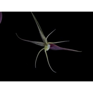 Lepanthes filamentosa