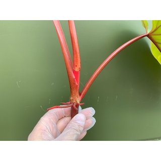 Philodendron erubescens - Ableger