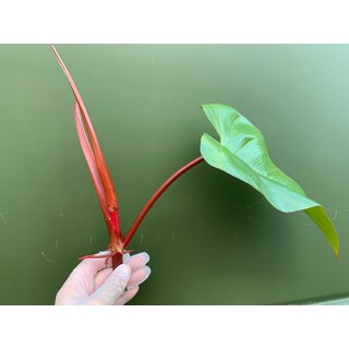 Philodendron erubescens - Cutting