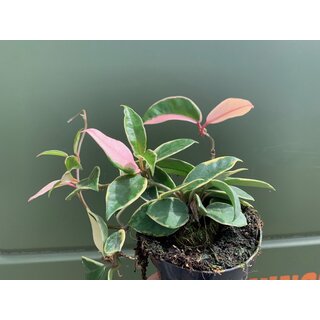 Hoya albomarginata variegata L