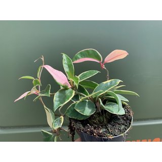 Hoya albomarginata variegata