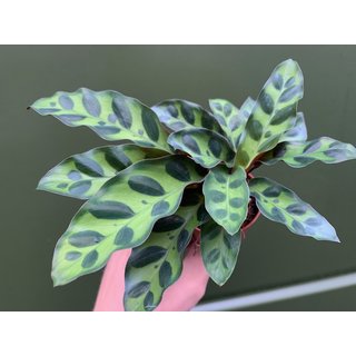 Calathea lancifolia Babyplant