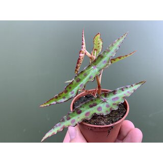 Begonia amphioxus