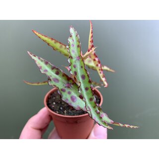 Begonia amphioxus