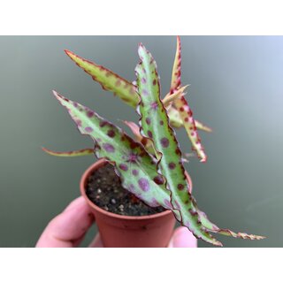 Begonia amphioxus