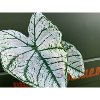 Caladium White Christmas