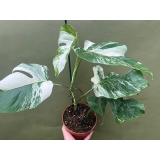 Monstera variegata Motherplant