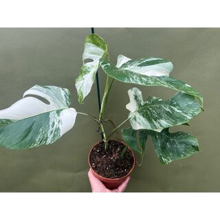 Monstera variegata Motherplant