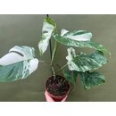 Monstera variegata - Mutterpflanze