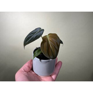 Philodendron melanochrysum Babyplant