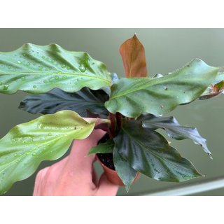 Calathea rufibabra