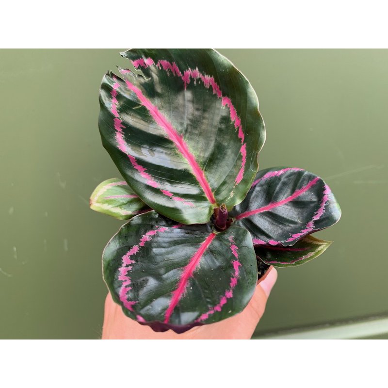 Calathea Roseopicta Illustris 5 80 Calathea Roseopicta Illustris 5 80