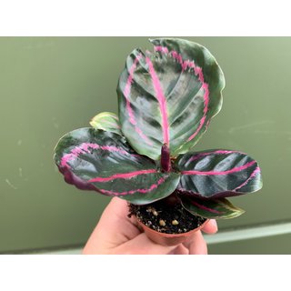 Calathea roseopicta illustris