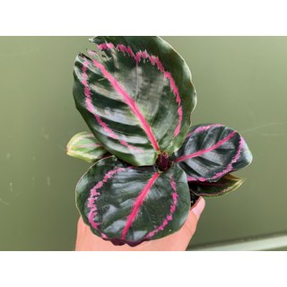 Calathea roseopicta illustris