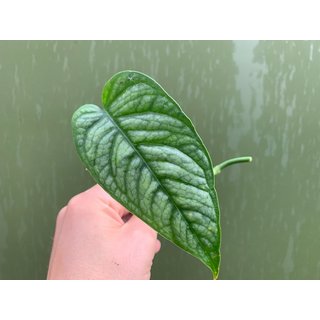 Monstera siltepecana Ableger/Cutting