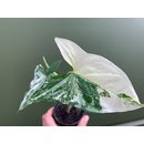 Syngonium podophyllum albo variegata