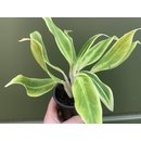 Aglaonema Golden Lipstic rare