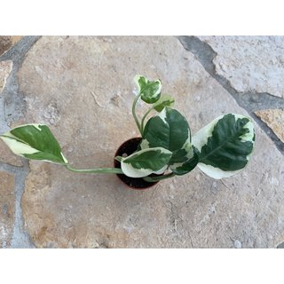 Epipremnum white variegata