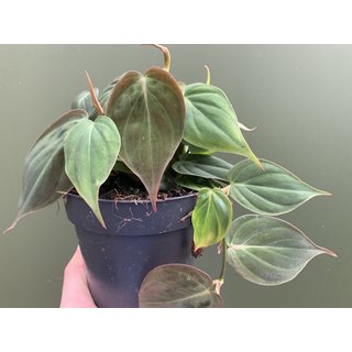 Philodendron Micans