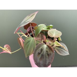 Philodendron Micans