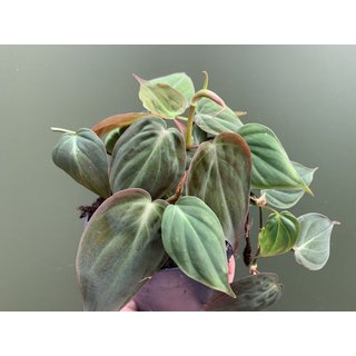 Philodendron Micans