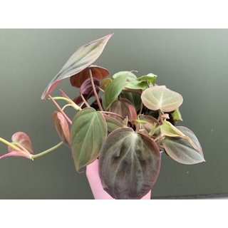 Philodendron Micans