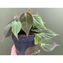 Philodendron Micans