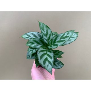 Calathea majestica Babyplant