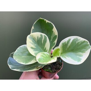Peperomia obtusifolia variegata Babyplant