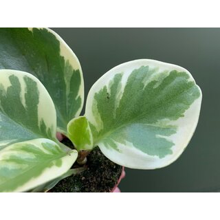 Peperomia obtusifolia variegata Babyplant