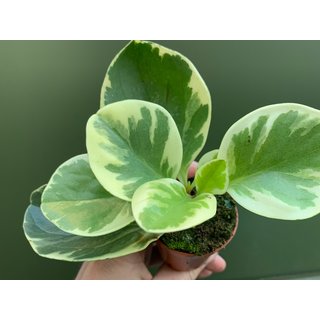 Peperomia spec. USA  variegata Babyplant