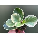 Peperomia obtusifolia variegata Babyplant