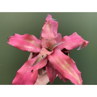 Cryptanthus spec pink