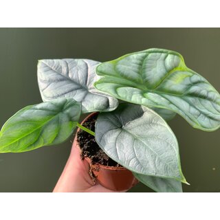 Angebot Alocasia Silver Dragon 10,5 cm Topf
