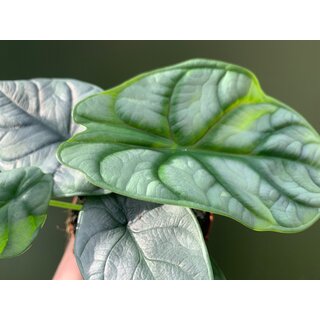 Angebot Alocasia Silver Dragon 10,5 cm Topf
