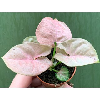 Syngonium podophyllum pink