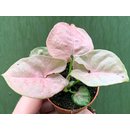 Syngonium podophyllum pink