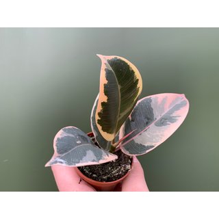 Ficus Tineke