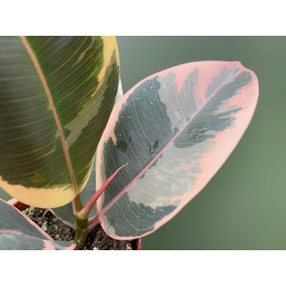 Ficus Tineke